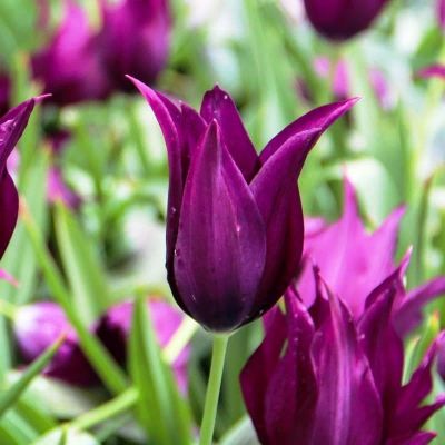 Тюльпан Бургунди Тюльпан Бургунди фото