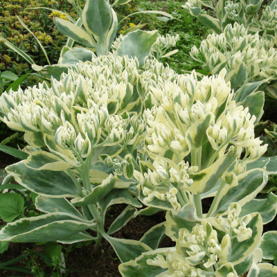 Седум гибридный Фрости Морн Седум гибридный Фрости Морн фото