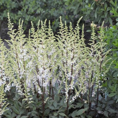 Астильба Хеппи Спирит Астильба Хеппи Спирит - Dolina-Sad.Ru