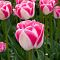 Тюльпан Дримшип Тюльпан Дримшип фото