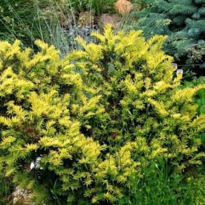 Тисс ягодный Элегантиссима Тисс ягодный Элегантиссима фото