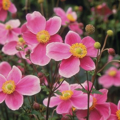 Анемона Хадспен Эбанденс - Dolina-Sad.Ru