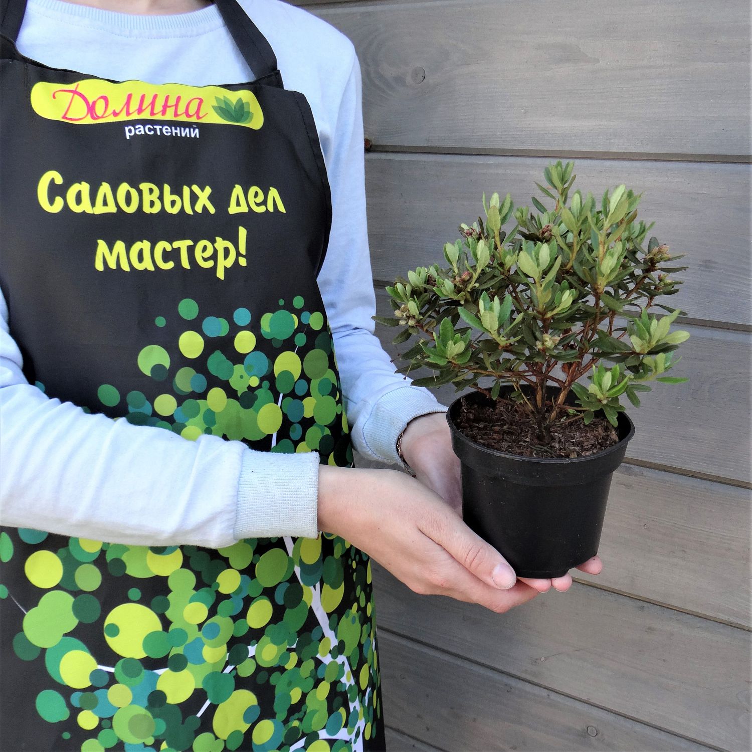 Рододендрон Азурика Рододендрон Азурика фото