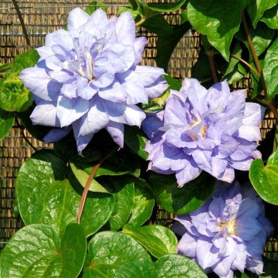 Клематис Мазуры фото