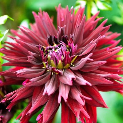 Георгина Блэк Тач Георгина Блэк Тач фото