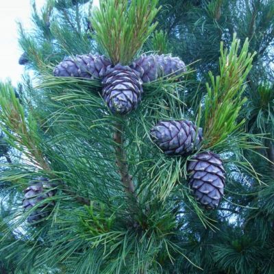 Сосна сибирская (сибирский кедр) фото