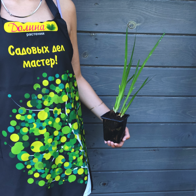 Ирис Густо Ирис Густо фото