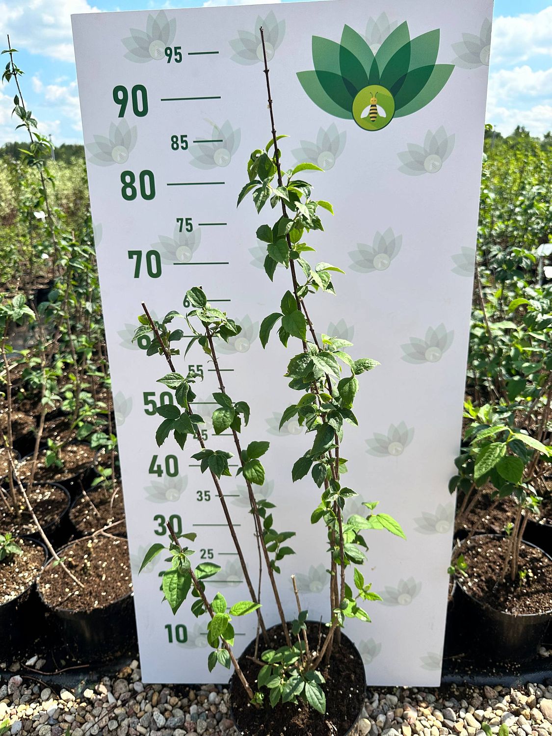 Чубушник венечный, С3 - Dolina-Sad.Ru