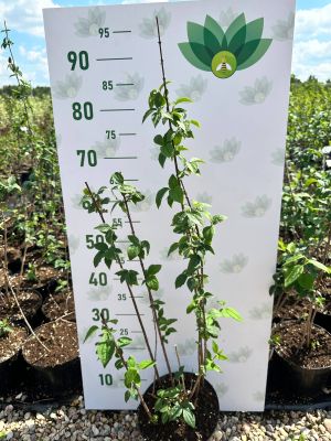 Чубушник венечный, С3 - Dolina-Sad.Ru