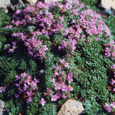 Тимьян ранний Минор , P9 Тимьян ранний Минор , P9 фото