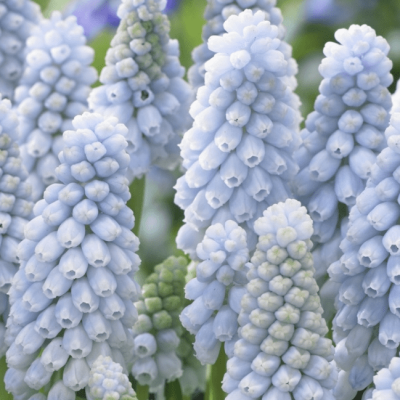 Мускари Валери Финнис Мускари Валери Финнис фото