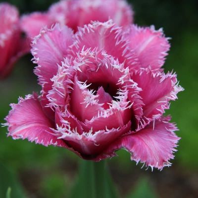 Тюльпан Матчпоинт Тюльпан Матчпоинт фото