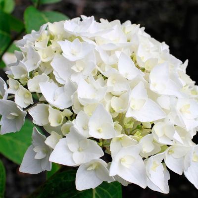 Гортензия крупнолистная Брайт Вайт - Dolina-Sad.Ru