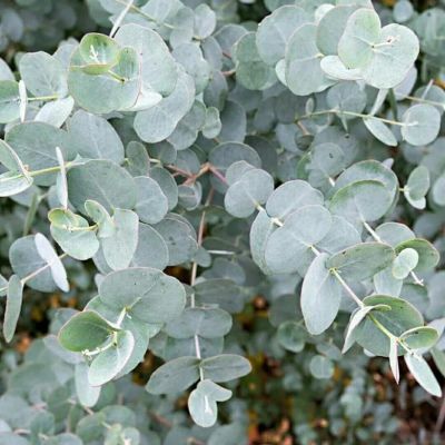 Эвкалипт серебряный Бинго, 5 шт. Эвкалипт серебряный Бинго, 5 шт. фото