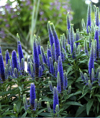 Вероника колосистая Нана Блаутеппих Вероника колосистая Нана Блаутеппих фото