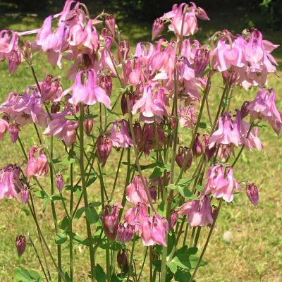 Аквилегия Пинк Аквилегия Пинк - Dolina-Sad.Ru