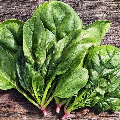 Шпинат Матадор фото