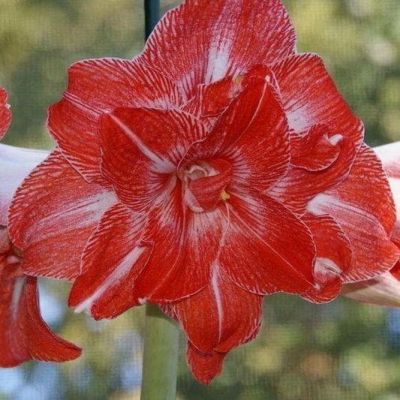 Амариллис Старс энд Страйпс фото