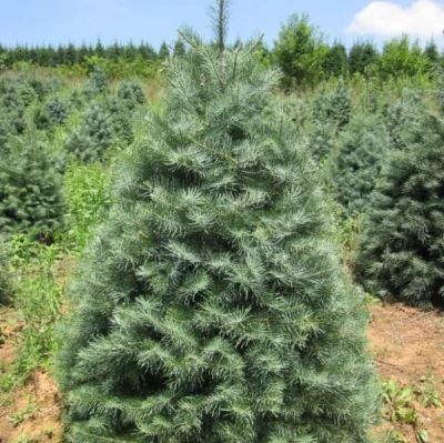 Пихта одноцветная, С3 - Dolina-Sad.Ru