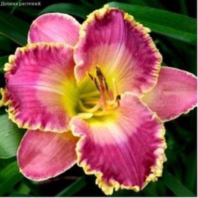 Лилейник  Давид Кирхгоф 2 шт фото