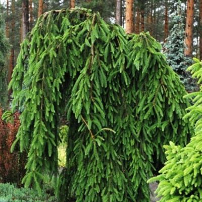 Ель обыкновенная Фробург Ель обыкновенная Фробург фото