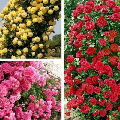 Микс Плетистых Роз (1+1=3) Микс Плетистых Роз (1+1=3) фото