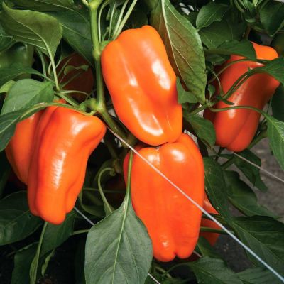 Перец сладкий Оранжевый букет, 0,25гр Перец сладкий Оранжевый букет, 0,25гр фото