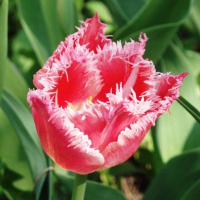 Тюльпан Бель Сонг Тюльпан Бель Сонг фото