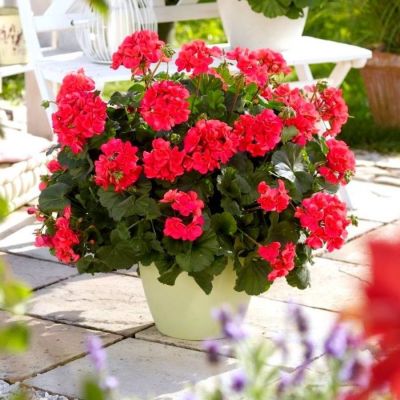 Пеларгония зональная Саванна Пунч - Dolina-Sad.Ru