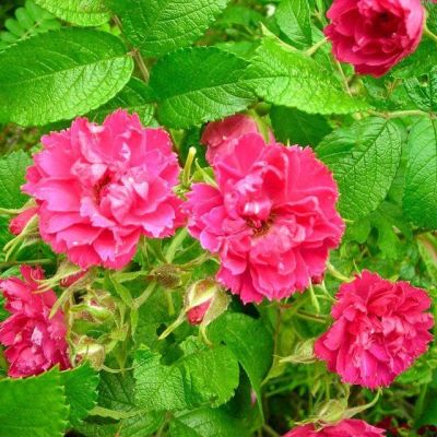 Гибискус сирийский Дюк де Брабант Гибискус сирийский Дюк де Брабант фото