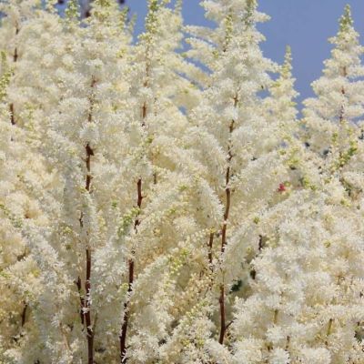 Астильба Хеппи Спирит Астильба Хеппи Спирит - Dolina-Sad.Ru