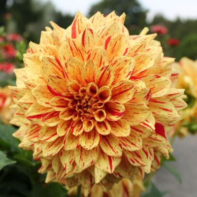 Георгина Кэмбридж - Dolina-Sad.Ru