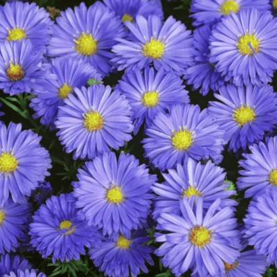 Астра кустарниковая Блю Лапис Астра кустарниковая Блю Лапис фото