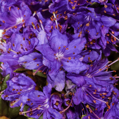 Рододендрон Азурика Рододендрон Азурика фото