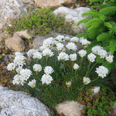 Армерия приморская Альба Армерия приморская Альба фото