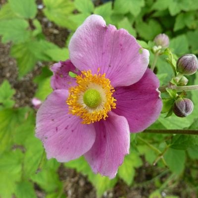 Анемона Хадспен Эбанденс - Dolina-Sad.Ru