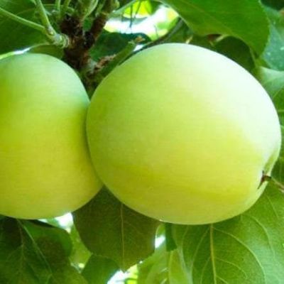 Яблоня Белый Налив/Летняя фото