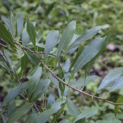 Миндаль Грузинский Миндаль Грузинский - Dolina-Sad.Ru