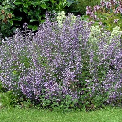 Душевик Блю Клауд Душевик Блю Клауд - Dolina-Sad.Ru