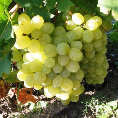 Виноград Жостен Виноград Жостен фото