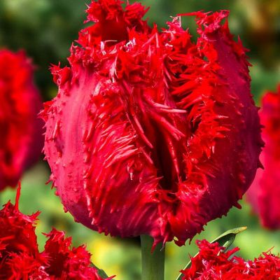 Тюльпан Барбадос Тюльпан Барбадос фото