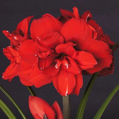 Амариллис Дабл Кинг Амариллис Дабл Кинг - Dolina-Sad.Ru