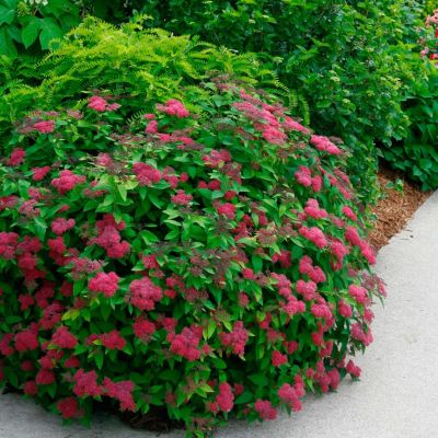 Спирея японская Кантри Ред Спирея японская Кантри Ред - Dolina-Sad.Ru