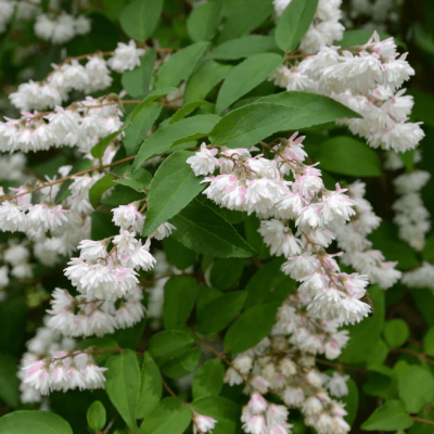 Дейция шершавая Плена фото