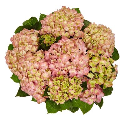 Гортензия крупнолистная Свит Липс, С2 - Dolina-Sad.Ru