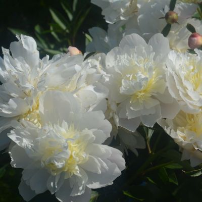 Пион Брайдал Шауэр Пион Брайдал Шауэр - Dolina-Sad.Ru