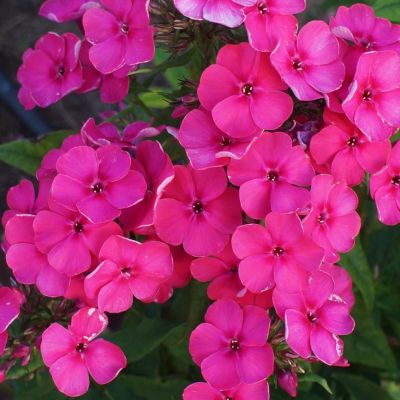 Флокс метельчатый Юник Олд Церизе Флокс метельчатый Юник Олд Церизе - Dolina-Sad.Ru