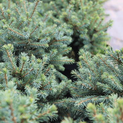 Ель канадская Эхиниформис Ель канадская Эхиниформис фото