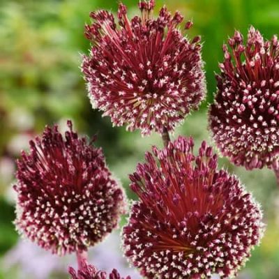 Аллиум Ред Мохикан фото