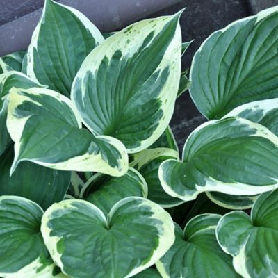 Хоста Индепенденс , x Хоста Индепенденс , x фото